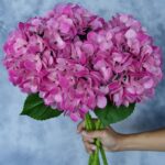 6 Stems Real Touch Hydrangea Bouquet, Lifelike Faux Silk Flowers for Vase Decor (Blue / Pink) thumbnail - BloomWitness artificial flower