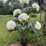 Artificial Hydrangea Tree thumbnail - BloomWitness artificial flower