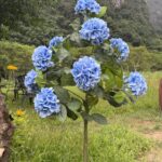 Artificial Hydrangea Tree thumbnail - BloomWitness artificial flower