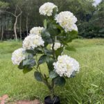 Artificial Hydrangea Tree thumbnail - BloomWitness artificial flower