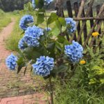 Artificial Hydrangea Tree thumbnail - BloomWitness artificial flower