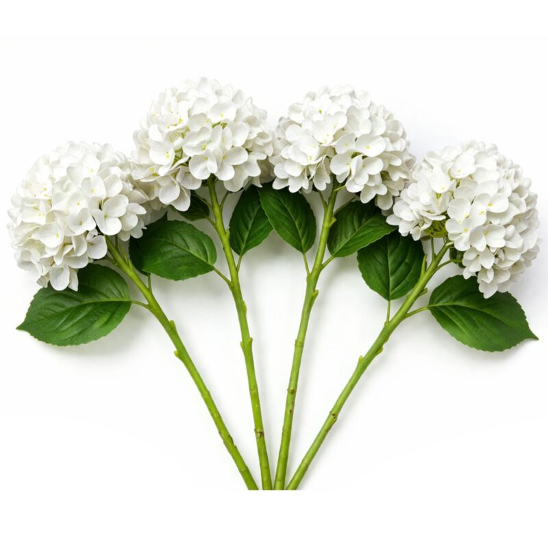 Hydrangeas