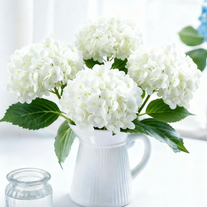 Hydrangeas